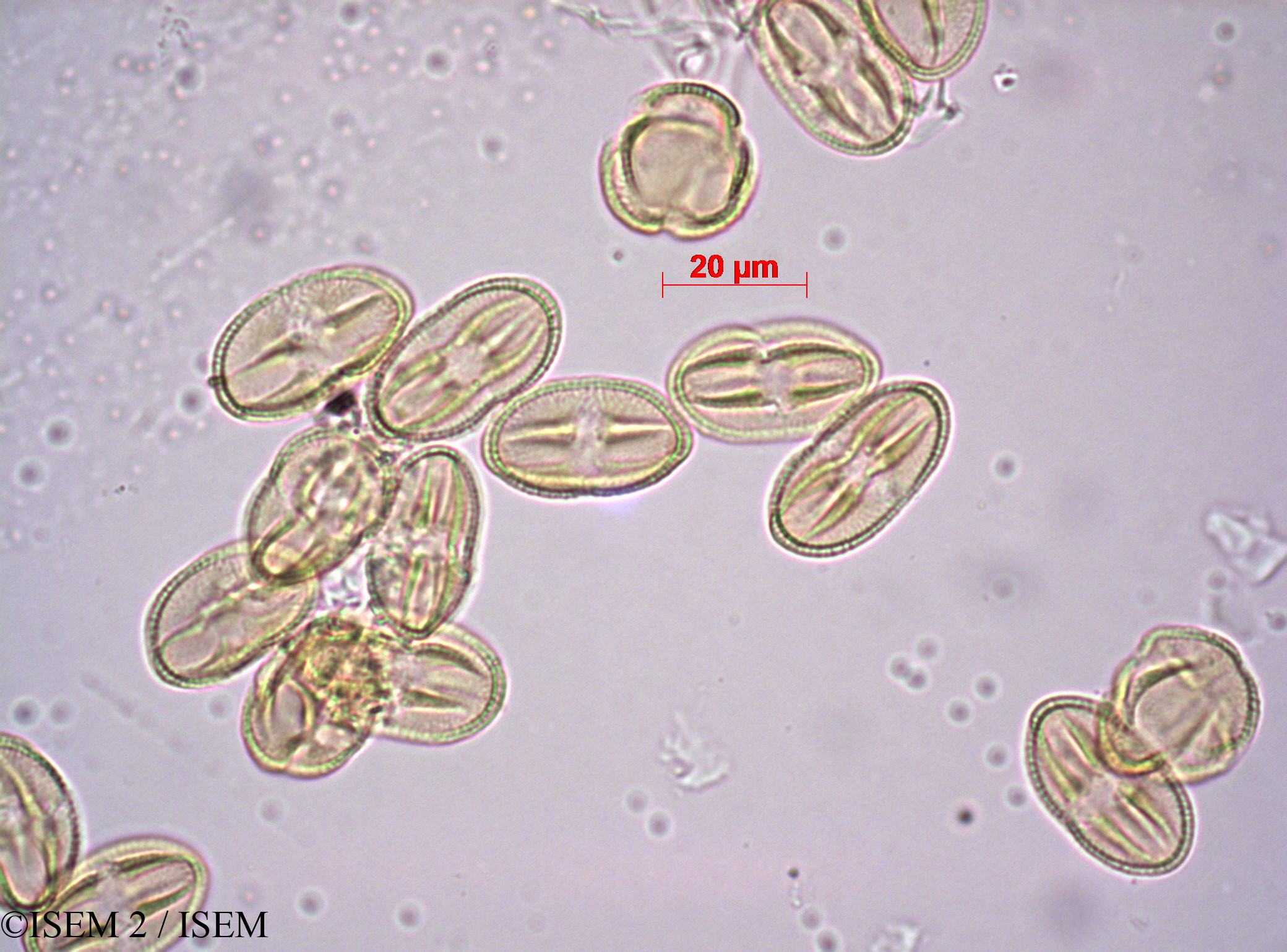ISEM 2/Cleome_maculata_33558/Cleome_maculata_33558_0001(copy).jpg